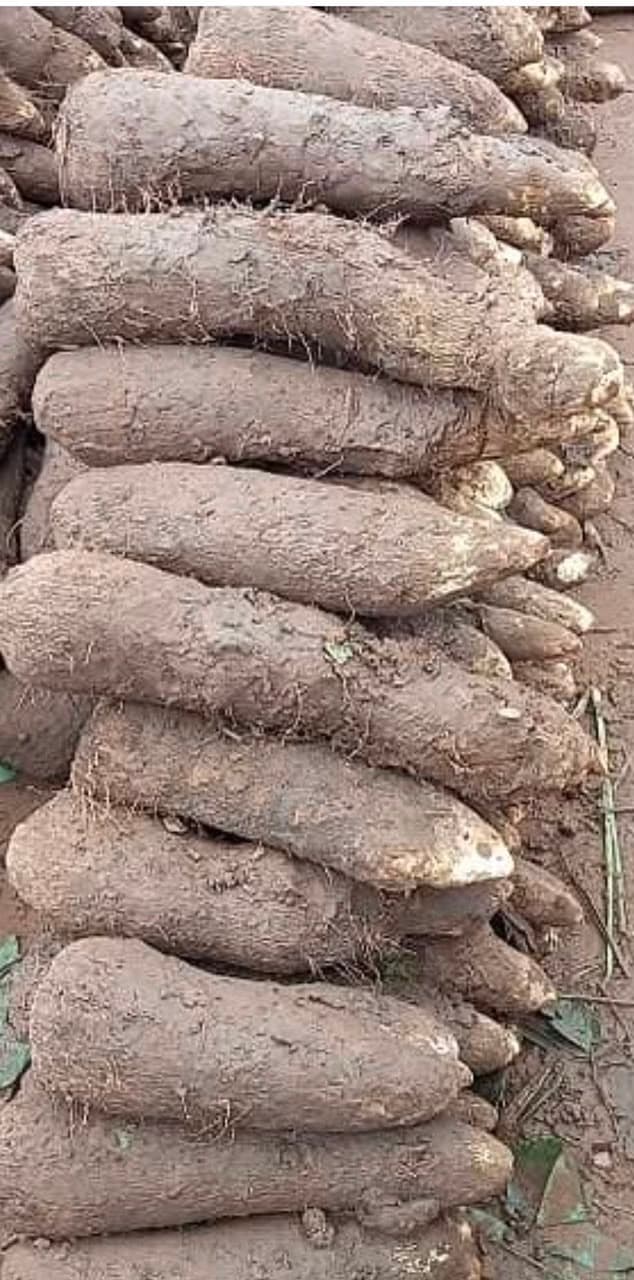 Pona Yam