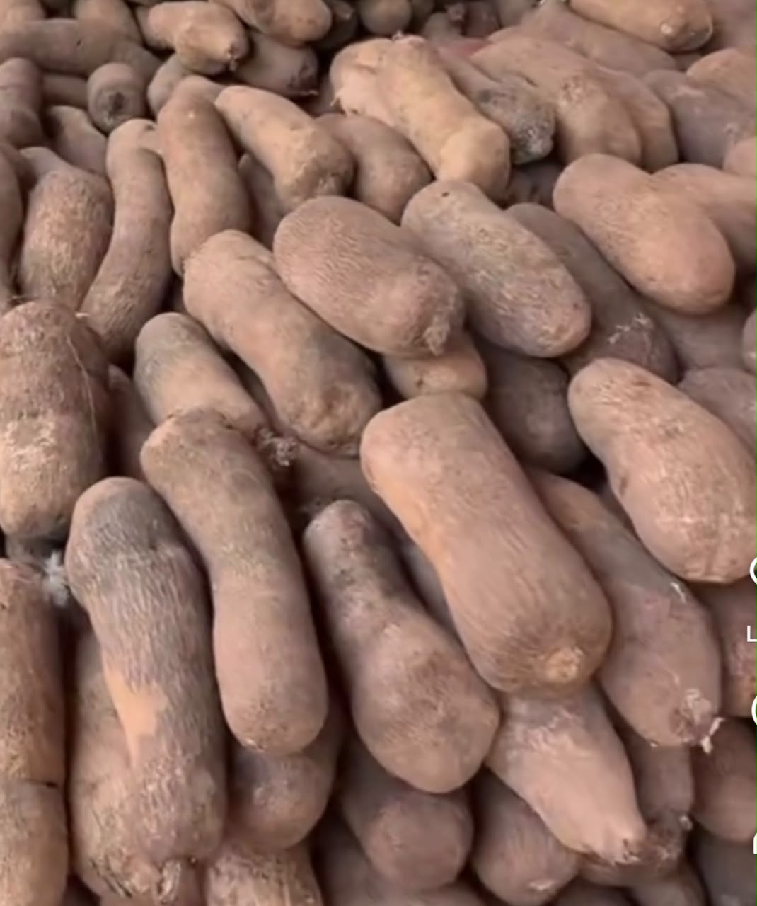 White Yam